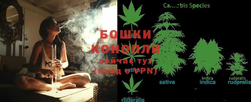 Бошки марихуана THC 21%  Десногорск 